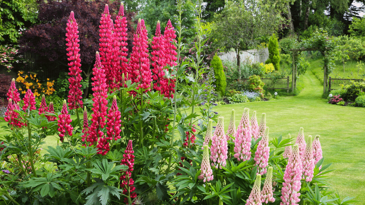 Self-seeding cottage garden flowers that come back every year