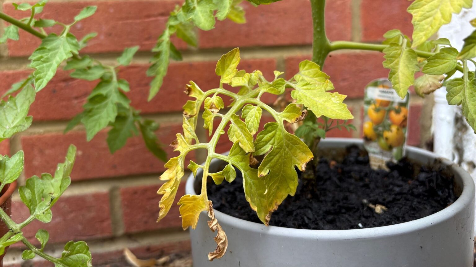 Why are the leaves on my tomato plant turning yellow?