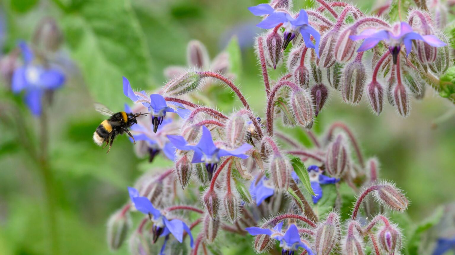 How to make a bee bar to support pollinators during a heatwave