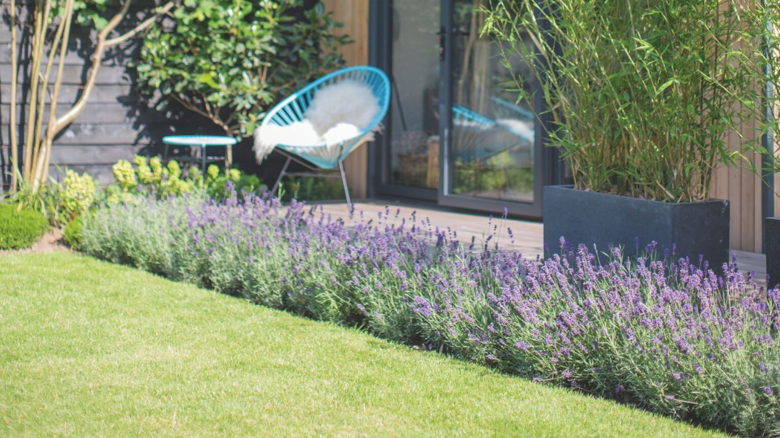 2 reasons why your lavender is turning brown in the heatwave