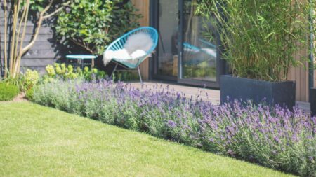 2 reasons why your lavender is turning brown in the heatwave