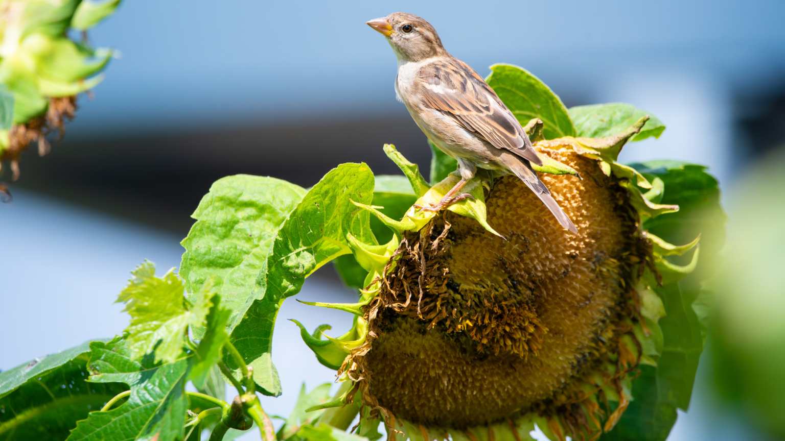 5 gorgeous wildflowers that will attract birds to a garden