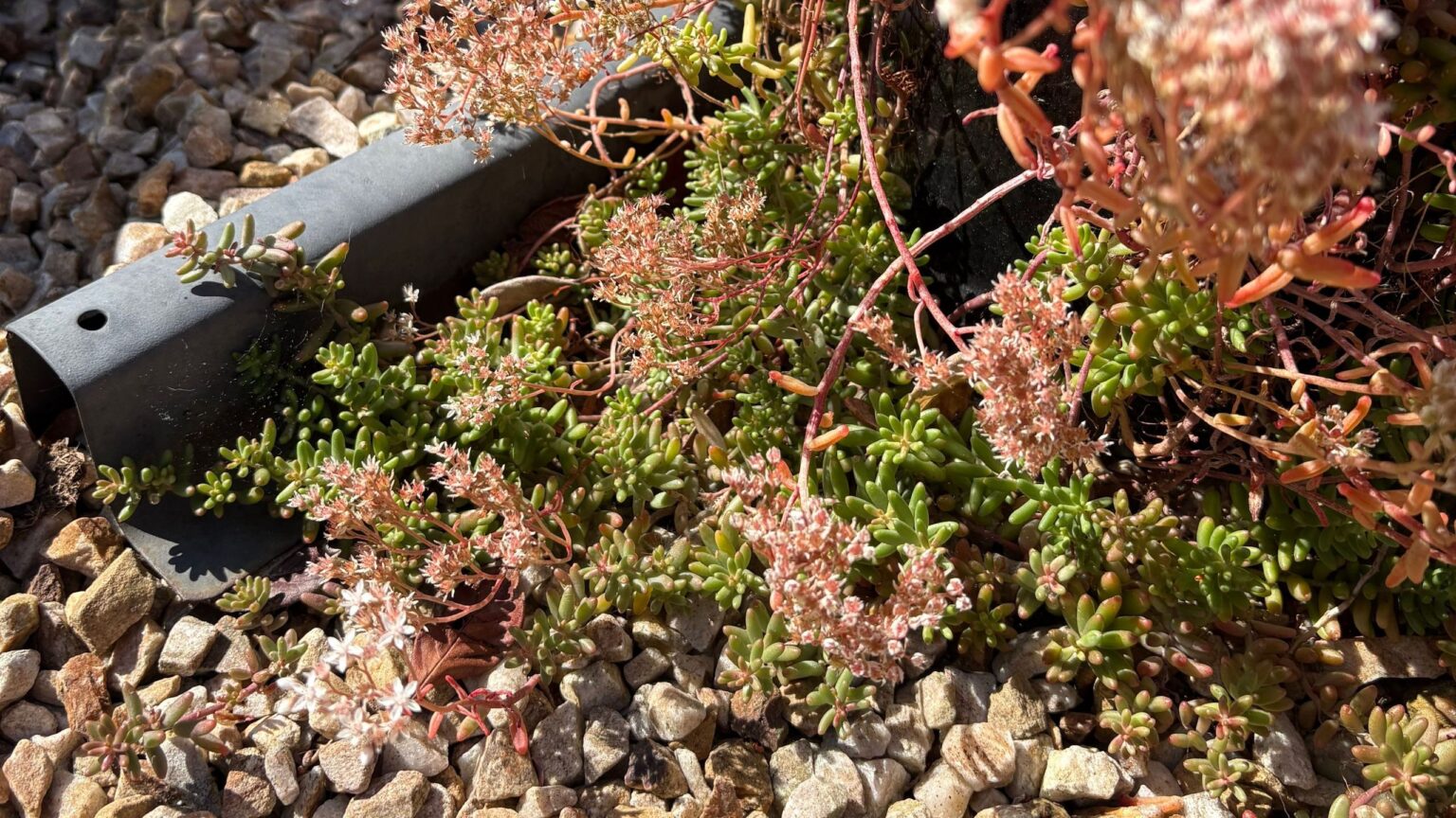 My mum’s garden is full of beautiful self-seeding sedums