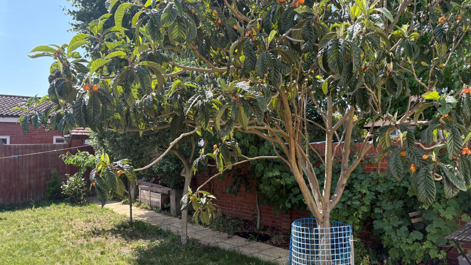 8 jobs to do in the garden in July during a heatwave