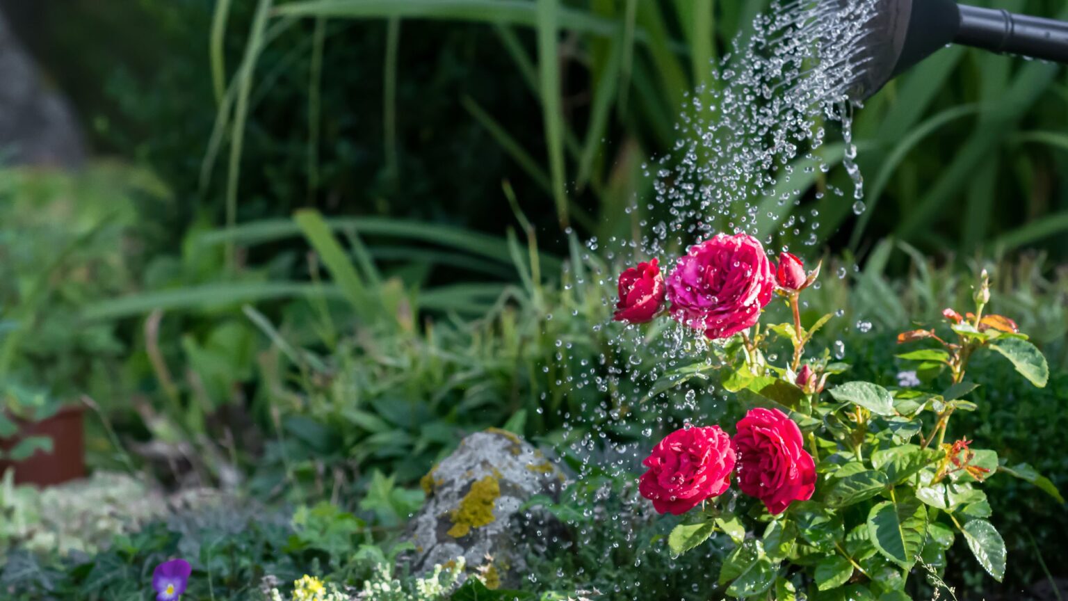 Garden experts reveal the best way to water roses in hot weather – and why less is often more
