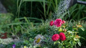 Garden experts reveal the best way to water roses in hot weather – and why less is often more