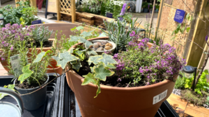 How to make a pollinator pitstop for wildlife in your garden