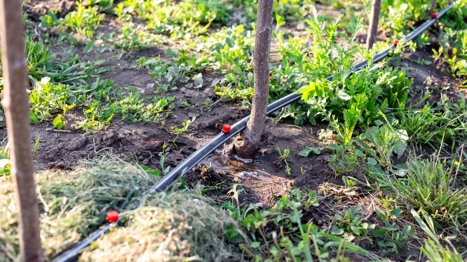 Are irrigation systems worth it? The key pros and cons