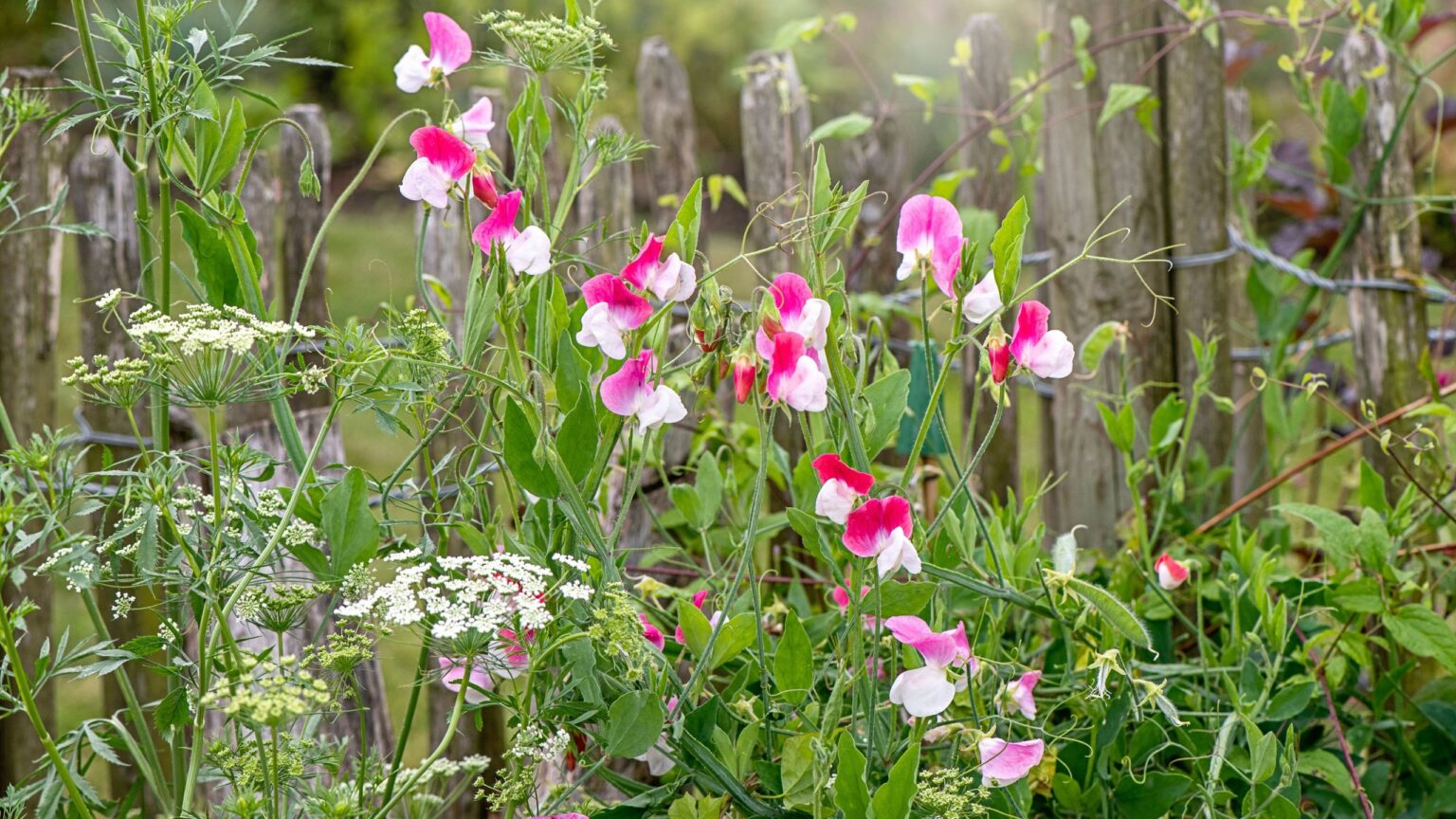 5 plants to collect seeds from now for free flowers next year