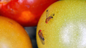 If flies are plaguing your home, try this easy DIY trap