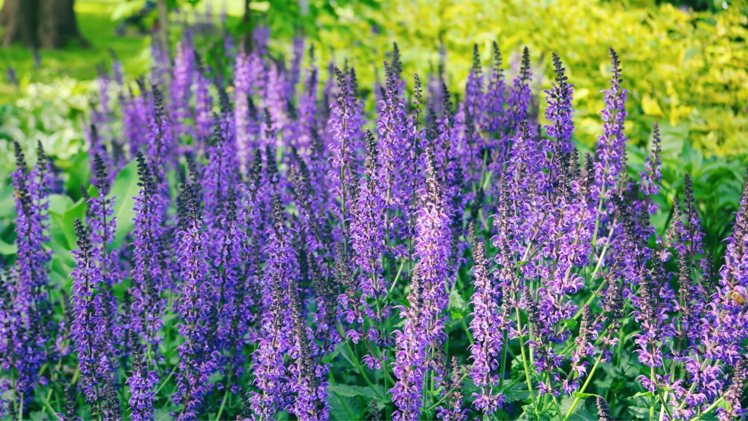 Alan Titchmarsh says this drought-tolerant plant is a must