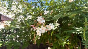 What to do with jasmine in August – 6 easy tasks to do now