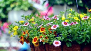How to revive tired hanging baskets in August