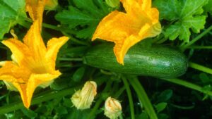 Try using Levington Tomorite on other plants