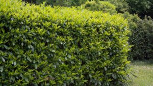 My neighbour’s hedge is over two metres tall – can I make them cut it down?