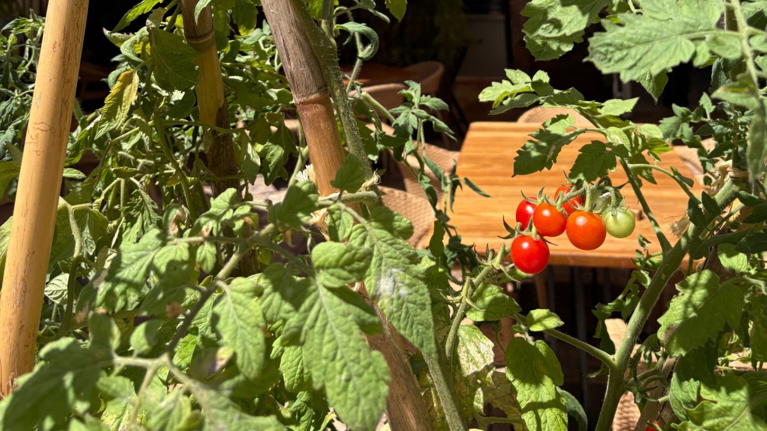 How to revive tomato plants in 4 simple steps
