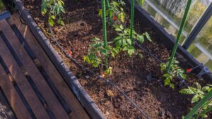 What is drip watering? The easy way to save water and stop weeds