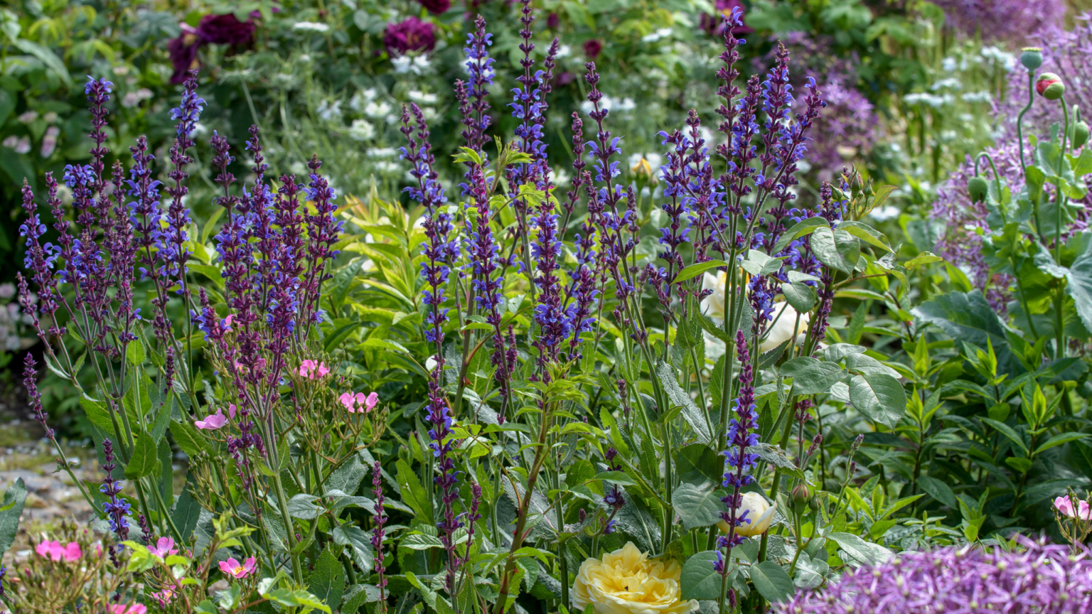 The drought-resistant perennial now replacing lavender
