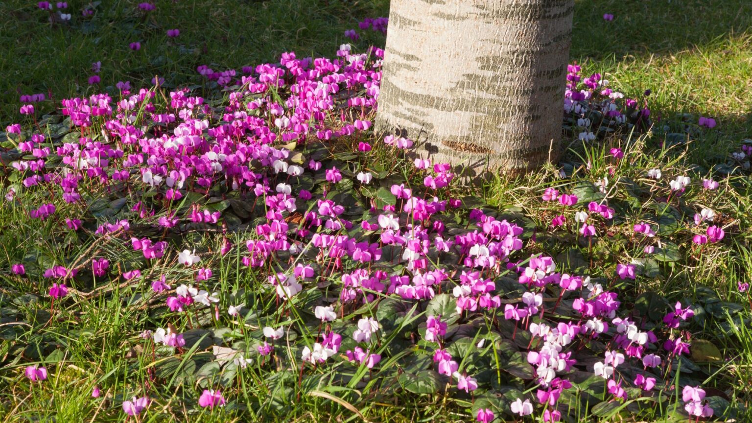 5 bulbs to plant in August to fill your garden with colour