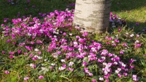 5 bulbs to plant in August to fill your garden with colour