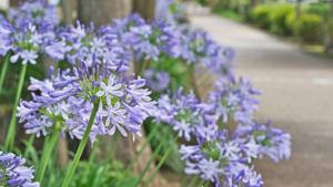 7 reasons your agapanthus isn’t flowering
