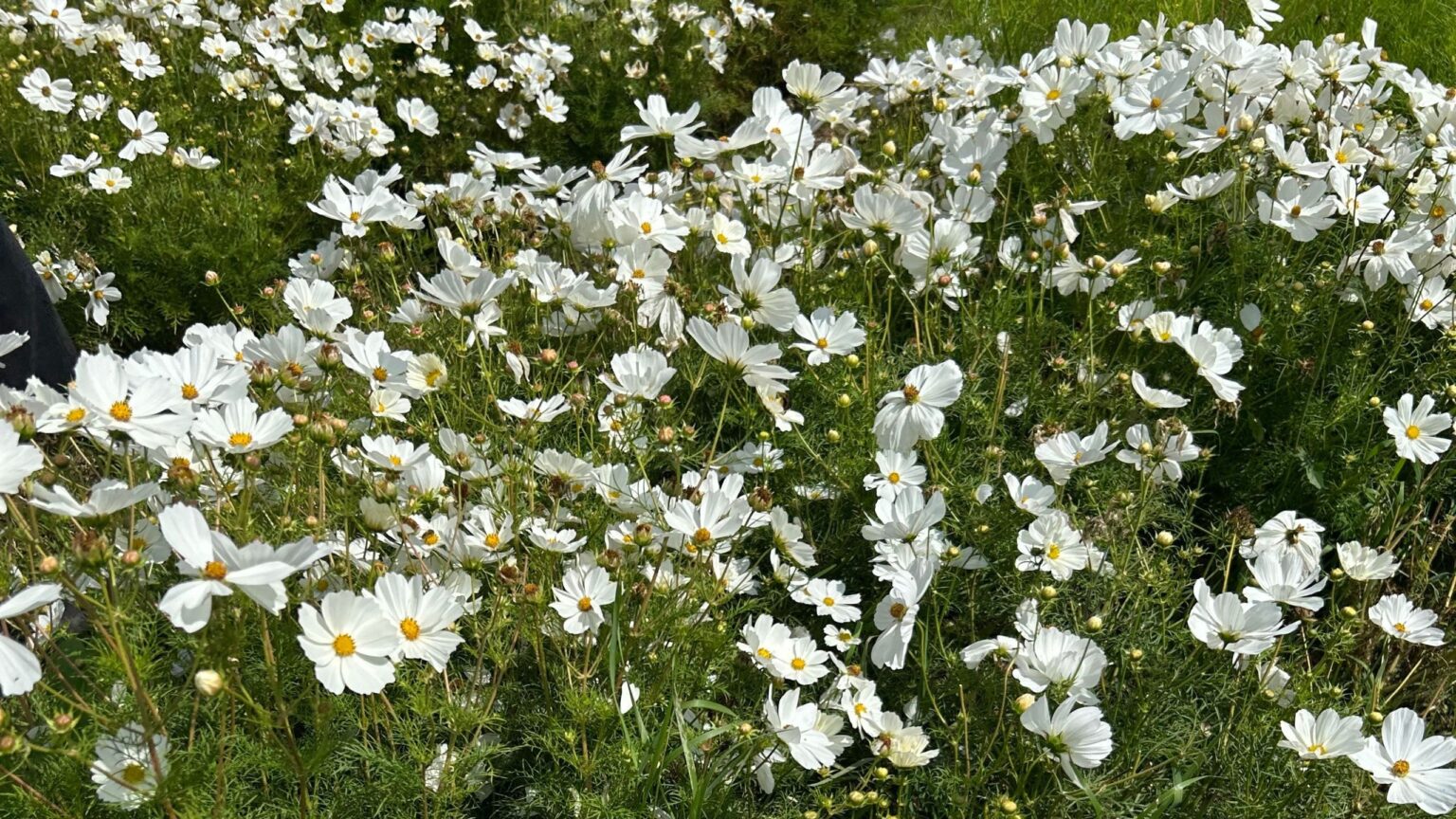 5 plants to deadhead in August to prolong their flowering period