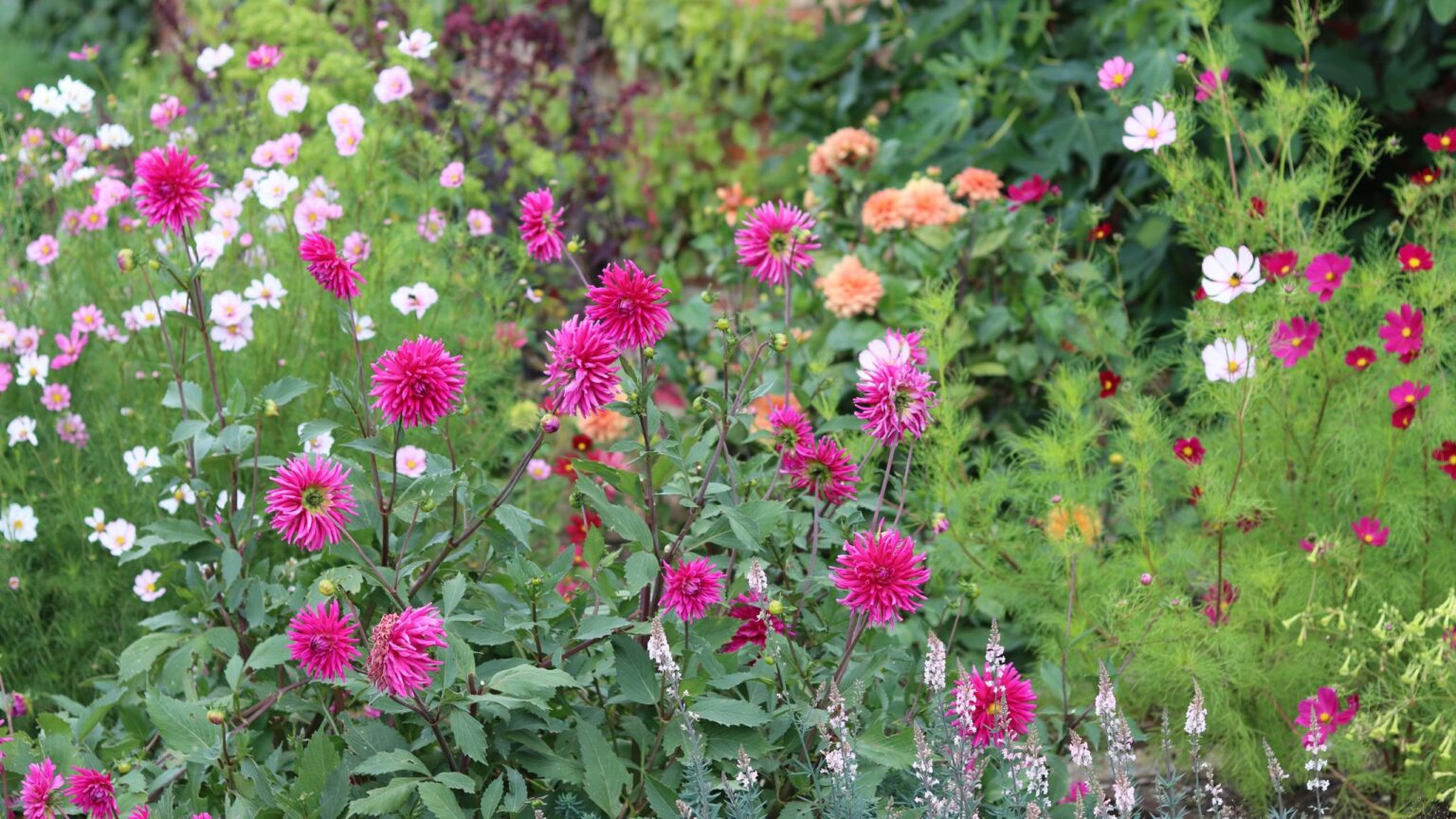 How to deadhead bedding plants in August
