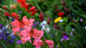 Why are your gladioli not flowering, and what to do about it