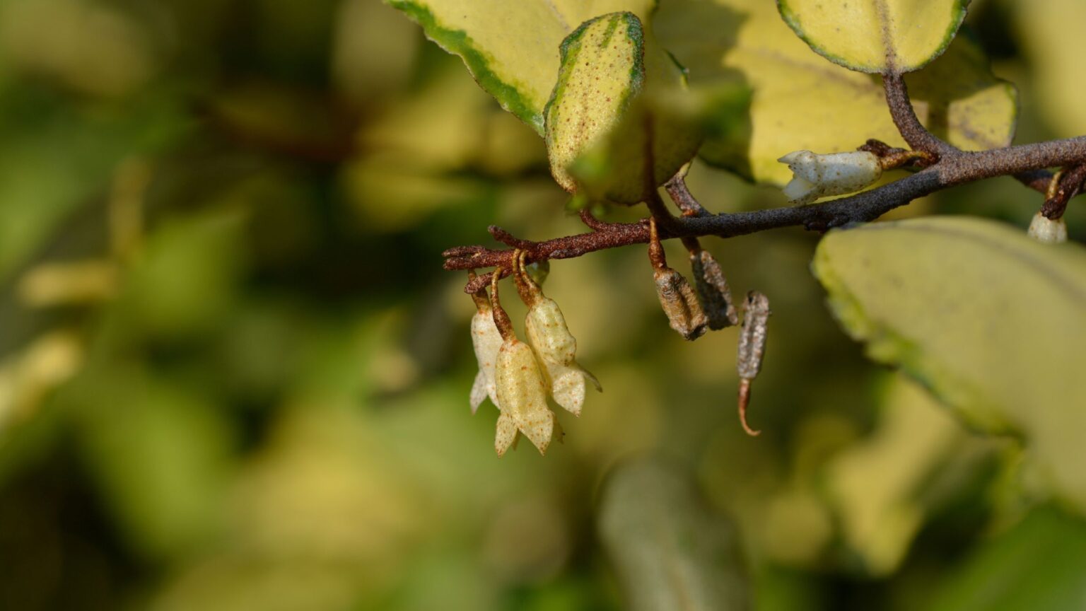 Plant Elaeagnus for autumn fragrance in the garden