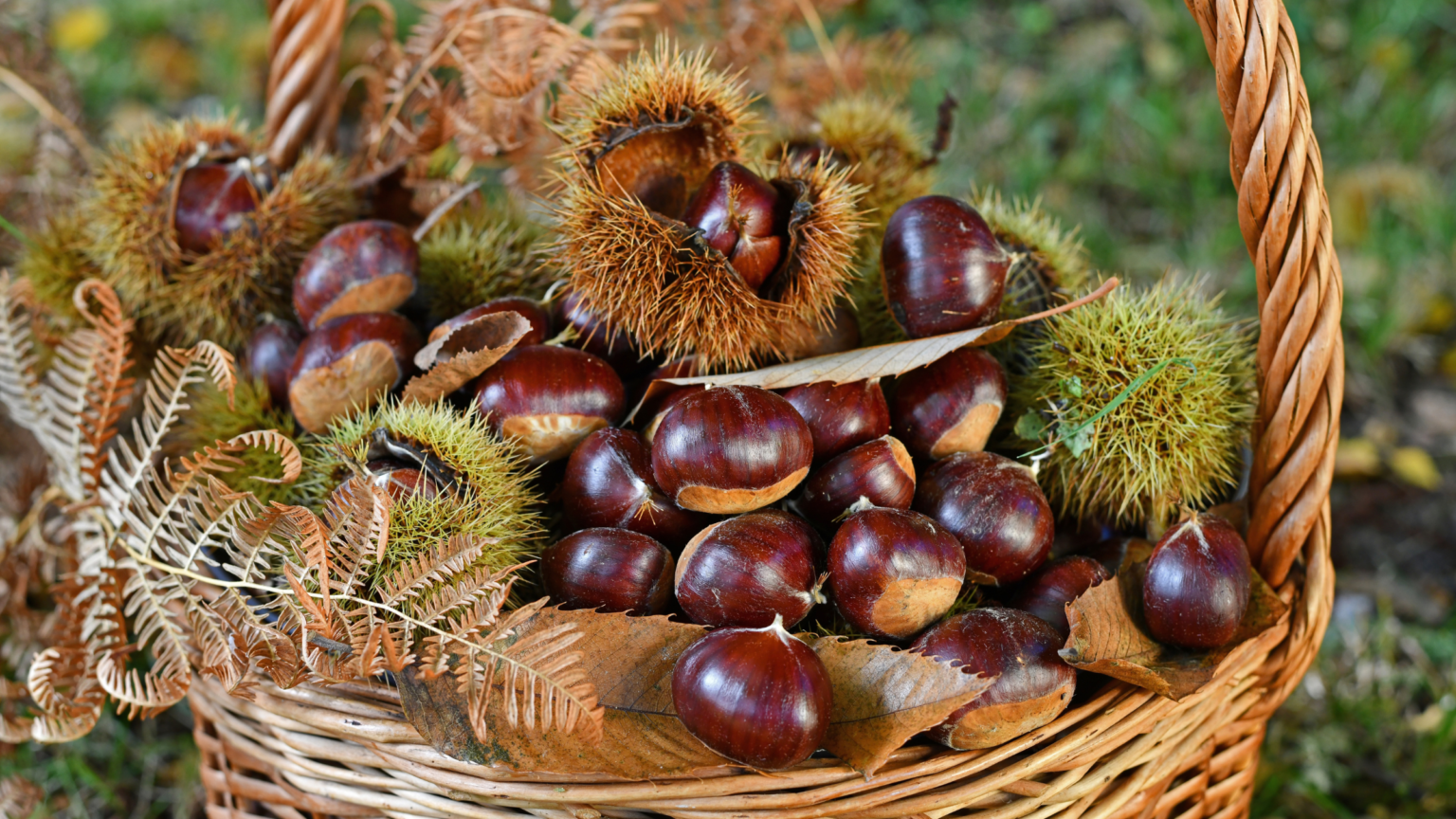 5 clever ways to reuse conkers in your home and garden