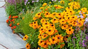 8 clump-forming perennials to divide in September