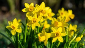 5 low-maintenance daffodil bulbs to plant in September