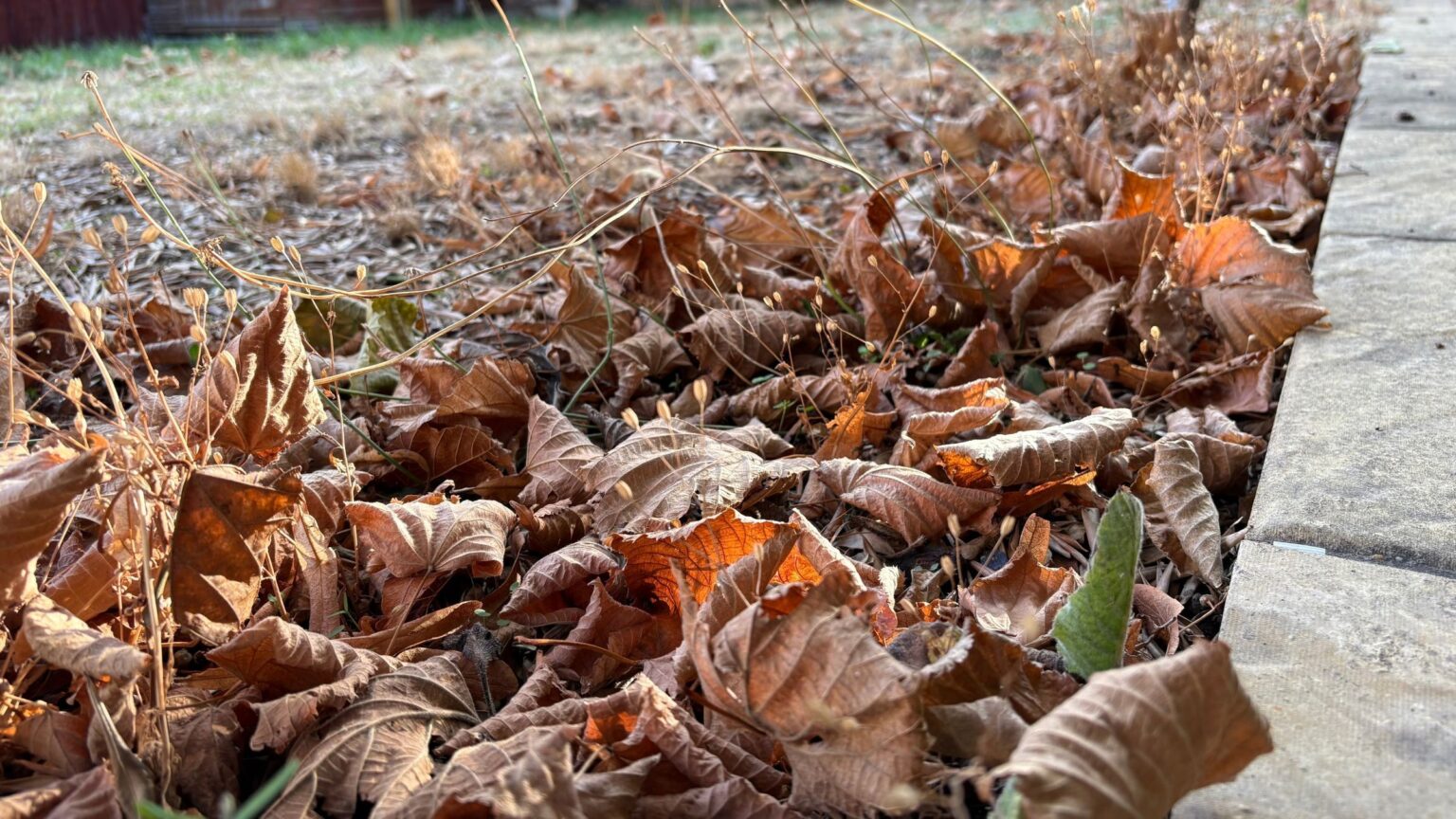4 ways to use fallen leaves in the garden