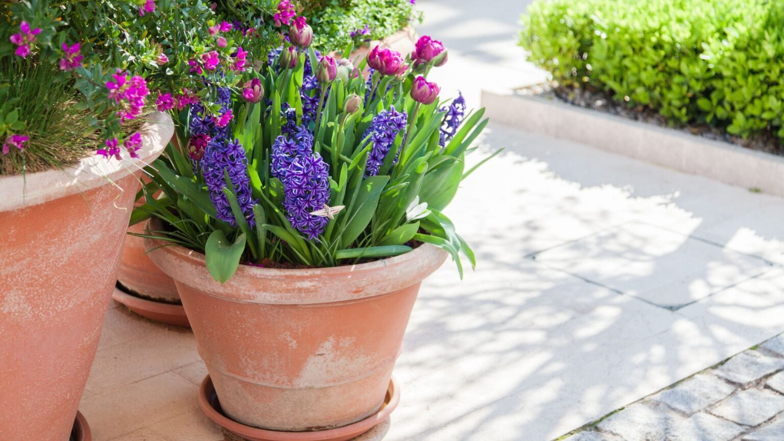 6 scented spring bulbs to plant at your front door