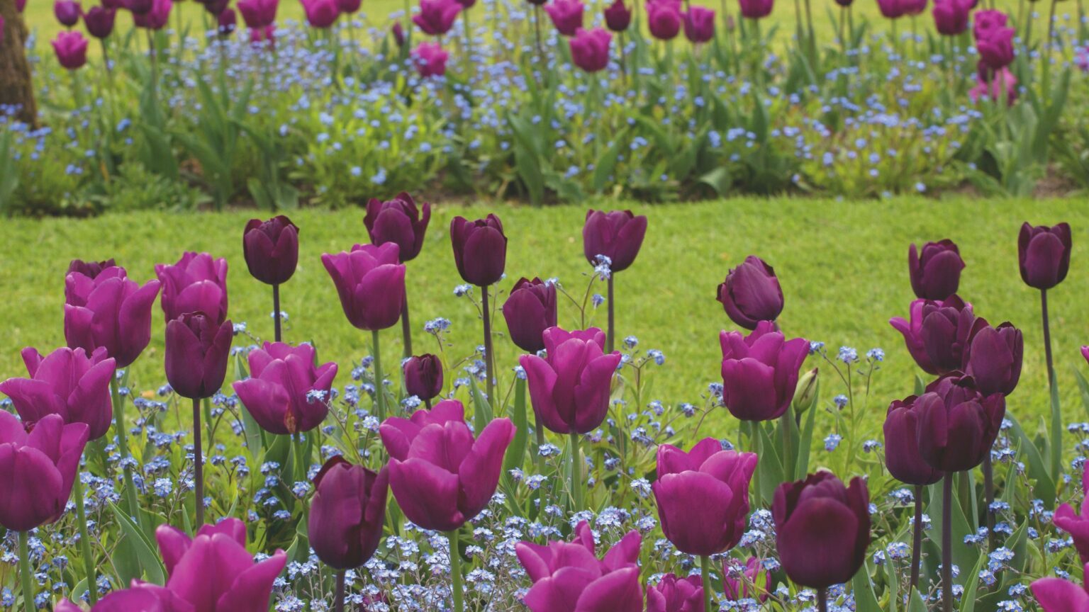 When to plant bulbs for spring – and stunning early season blooms