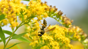 How to avoid getting stung by tipsy wasps this month