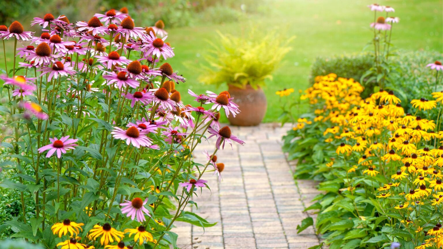 What to do with perennials in September for healthy plants